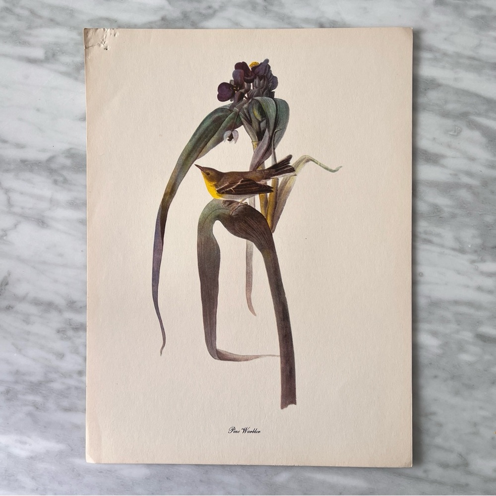 Vintage Pine Warbler Art Print